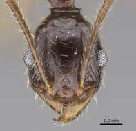 Image of Pheidole bessonii Forel 1891