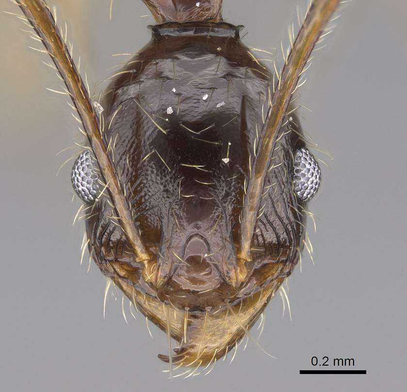 Image of Pheidole bessonii Forel 1891