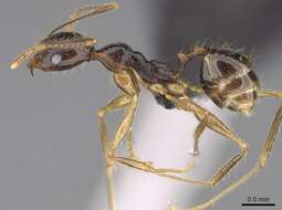 Image of Pheidole bessonii Forel 1891