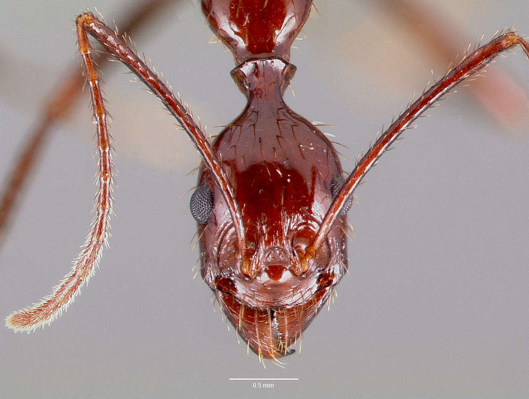 Image of Aphaenogaster swammerdami Forel 1886