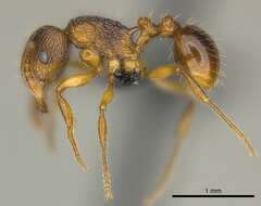 صورة Tetramorium steinheili Forel 1892