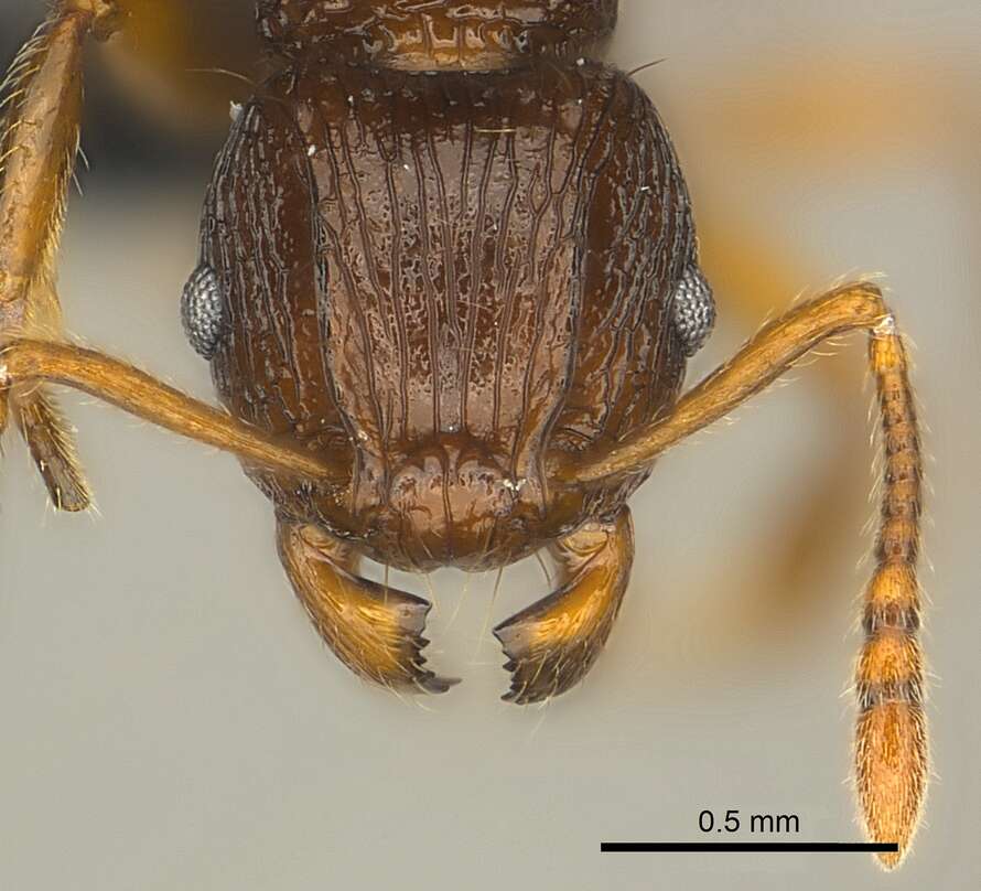 صورة Tetramorium steinheili Forel 1892