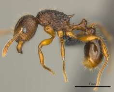 صورة Tetramorium steinheili Forel 1892