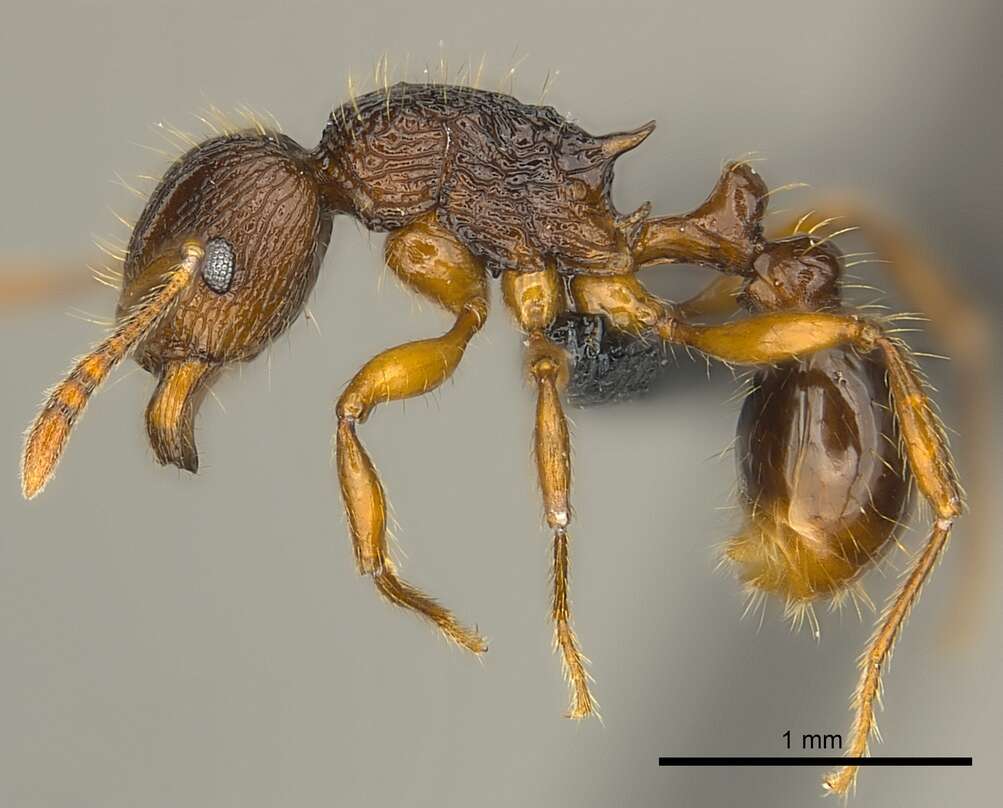 صورة Tetramorium steinheili Forel 1892