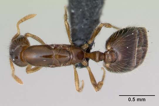 Image of Monomorium exiguum Forel 1894