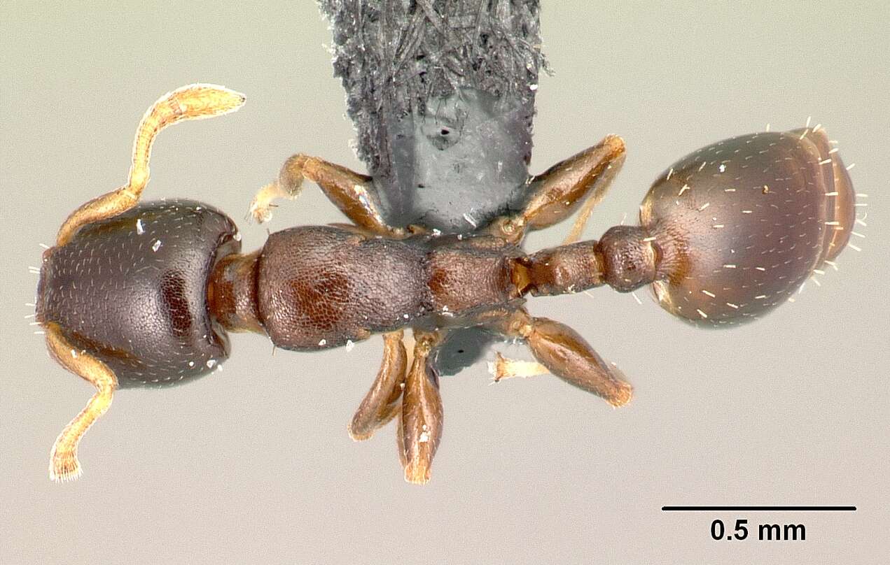 Image of Myrmicinae