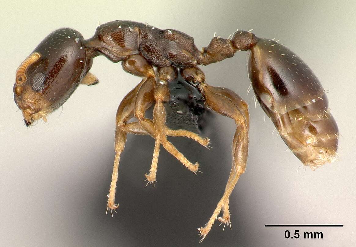 Image of Myrmicinae