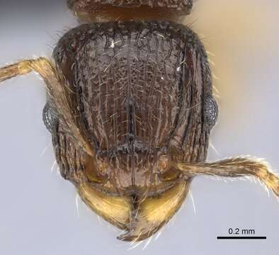 صورة Tetramorium plesiarum Bolton 1979