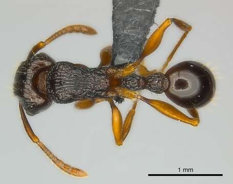 Image of Tetramorium andrei Forel 1892