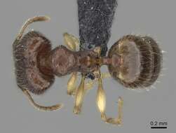 Pheidole bemarivoensis resmi