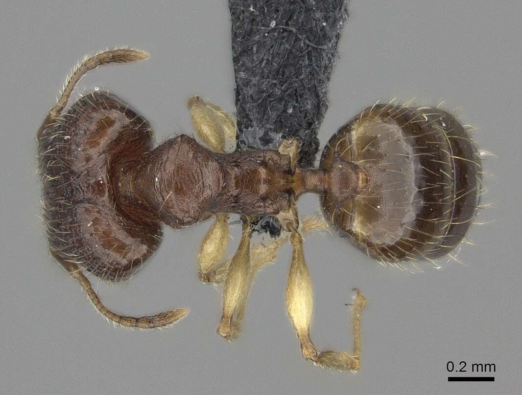 Pheidole bemarivoensis resmi