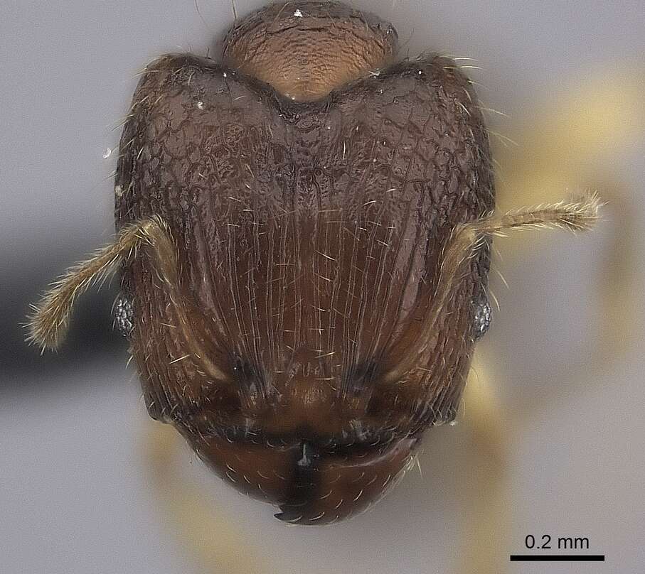 Pheidole bemarivoensis resmi