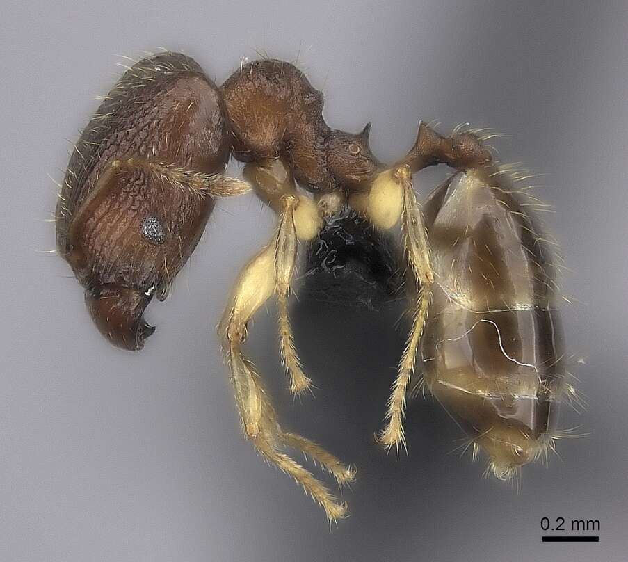 Pheidole bemarivoensis resmi