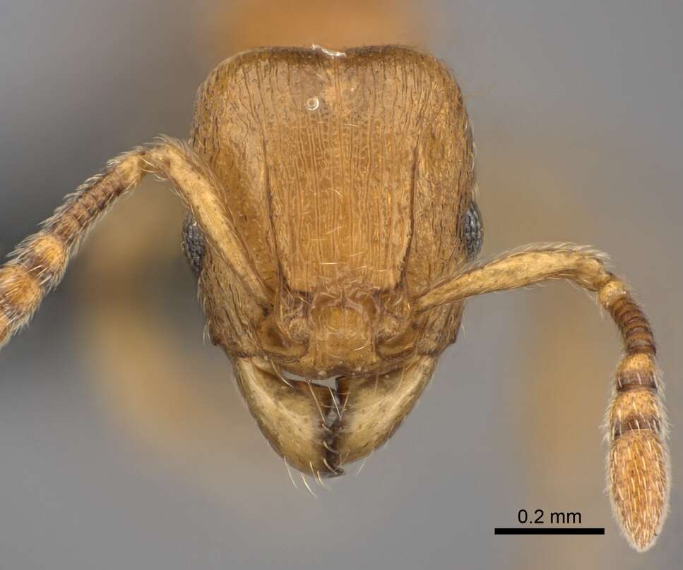 Image of Tetramorium cognatum Bolton 1979