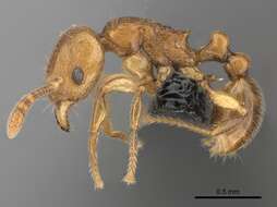 Image of Tetramorium cognatum Bolton 1979