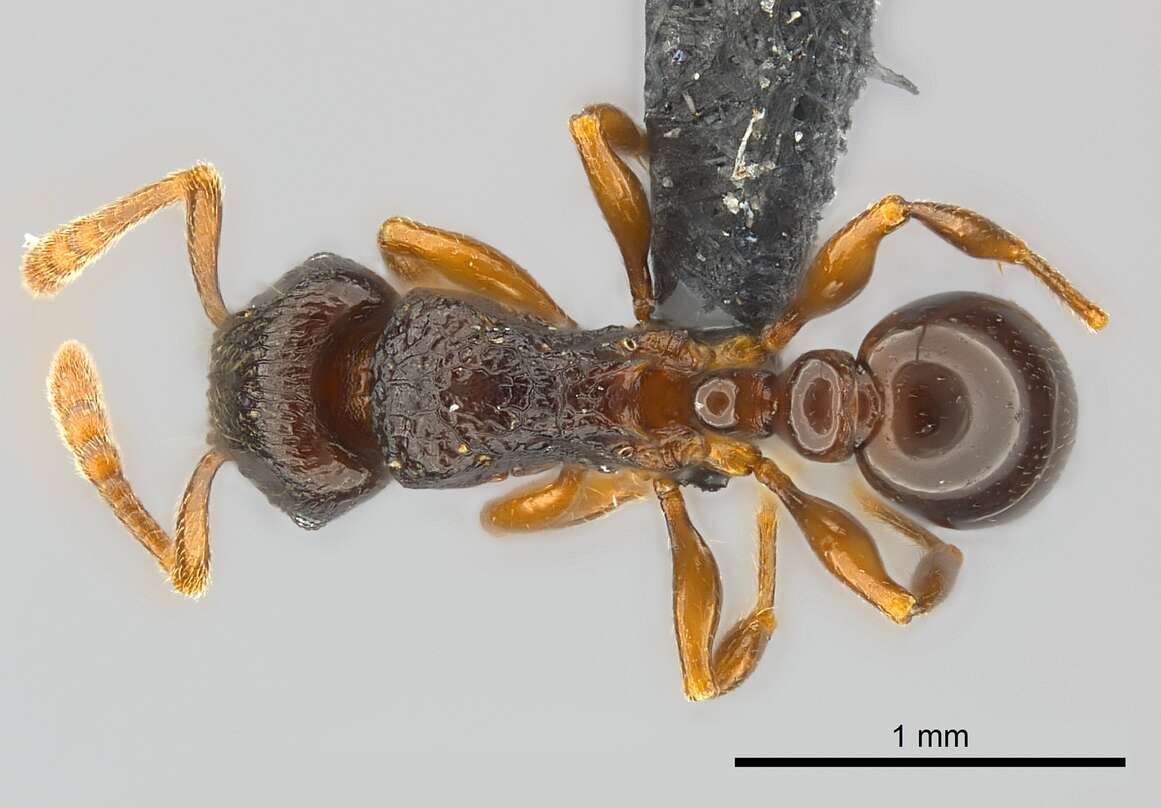 Image of Tetramorium tenuinode