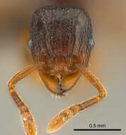 Image of Tetramorium tenuinode