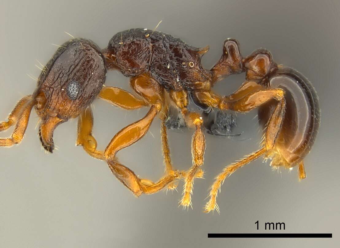 Image of Tetramorium tenuinode