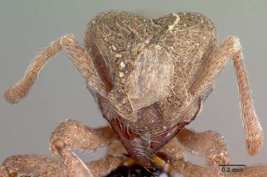 Image of Sericomyrmex