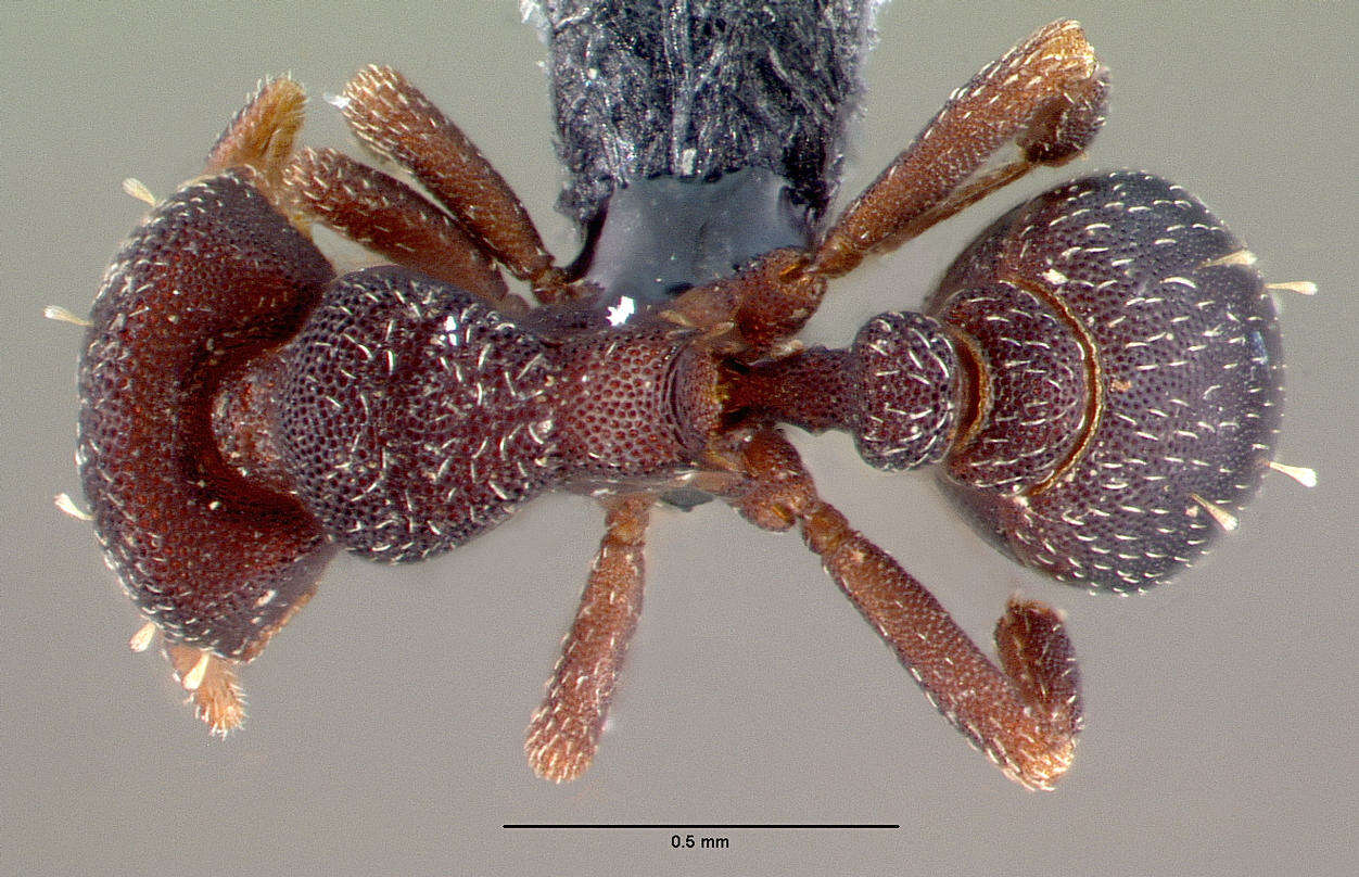 Image of Myrmicinae