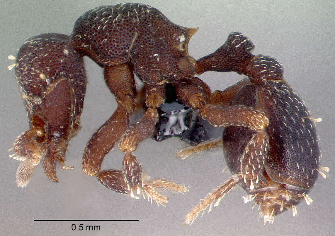 Image of Myrmicinae