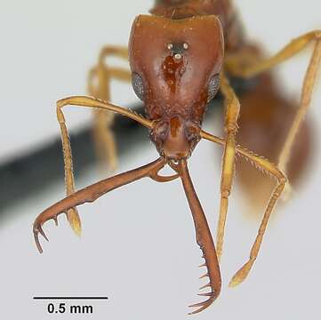 Image of Acanthognathus teledectus Brown & Kempf 1969