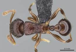 Image of Tetramorium tenuinode