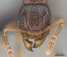 Image of Tetramorium tenuinode