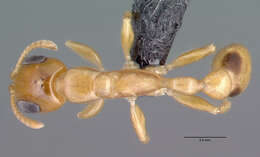 صورة Pseudomyrmex simplex (Smith 1877)