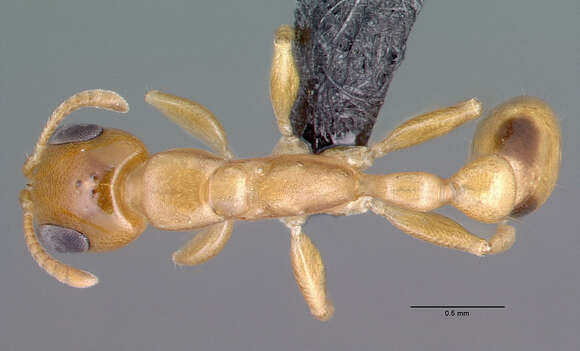 Image of Pseudomyrmex simplex (Smith 1877)