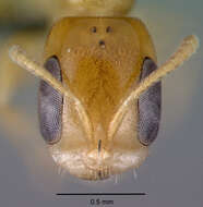 صورة Pseudomyrmex simplex (Smith 1877)