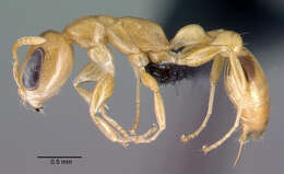 صورة Pseudomyrmex simplex (Smith 1877)