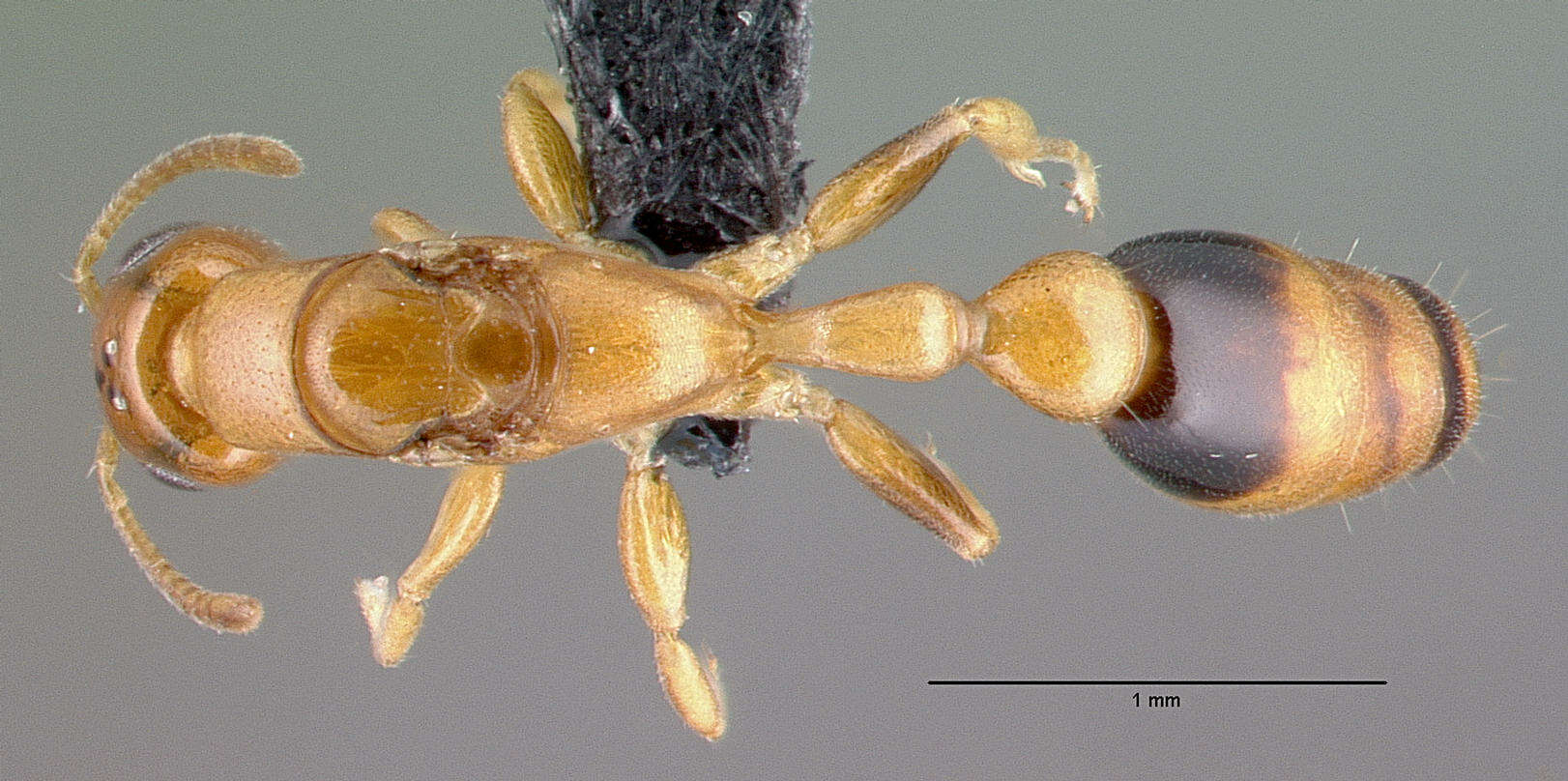 صورة Pseudomyrmex simplex (Smith 1877)