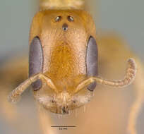 صورة Pseudomyrmex simplex (Smith 1877)