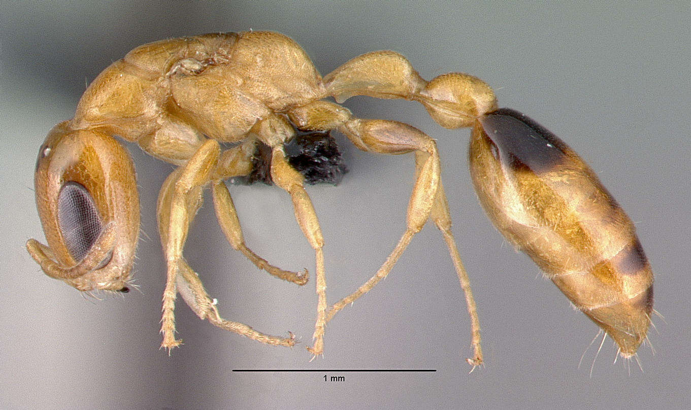 صورة Pseudomyrmex simplex (Smith 1877)