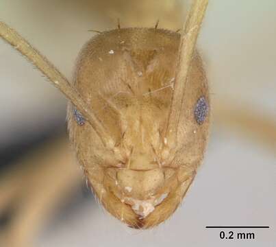 Image of <i>Paraparatrechina myops</i>