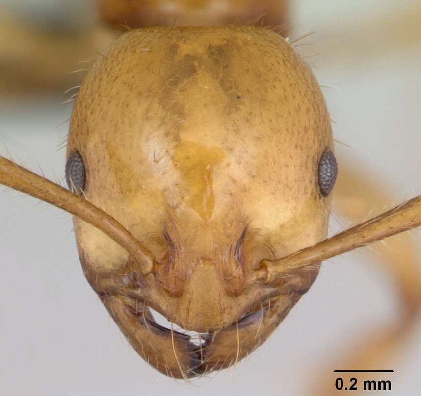 Image of Syllophopsis aureorugosa