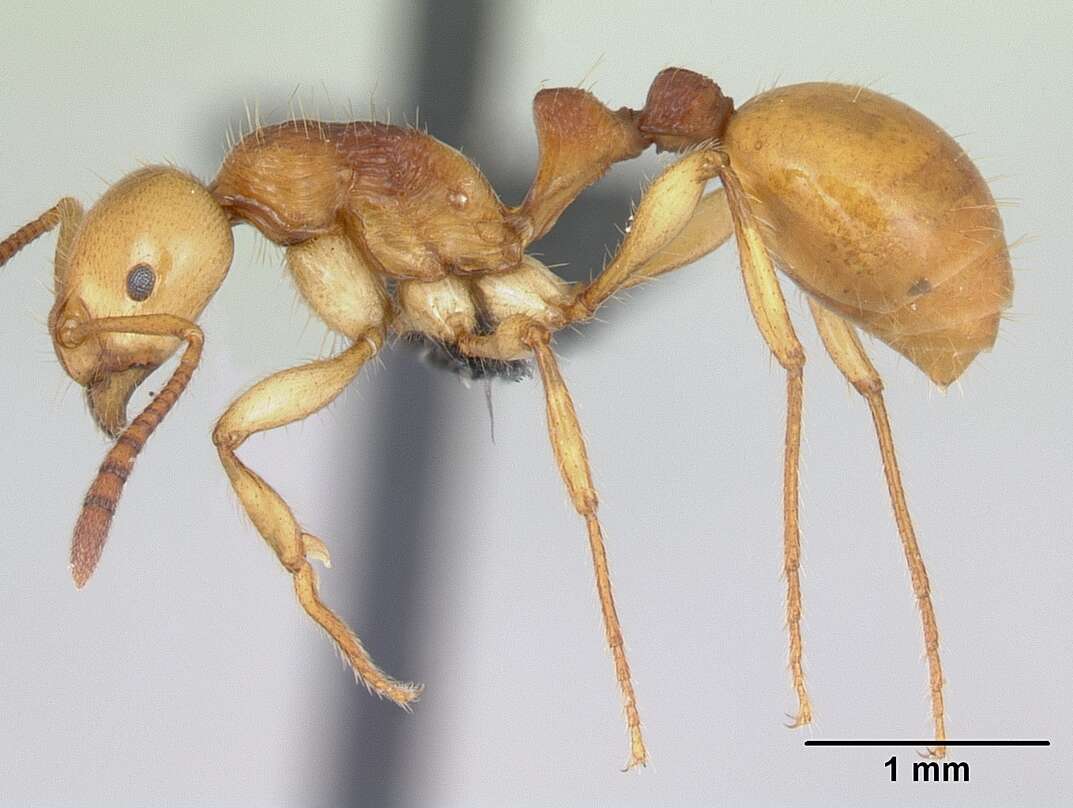 Image of Syllophopsis aureorugosa