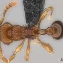 Image of Tetramorium naganum Bolton 1979