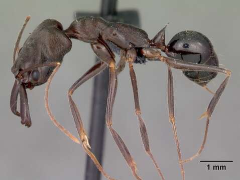 Image of Odontomachus troglodytes Santschi 1914