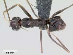 Image of Crazy Ant