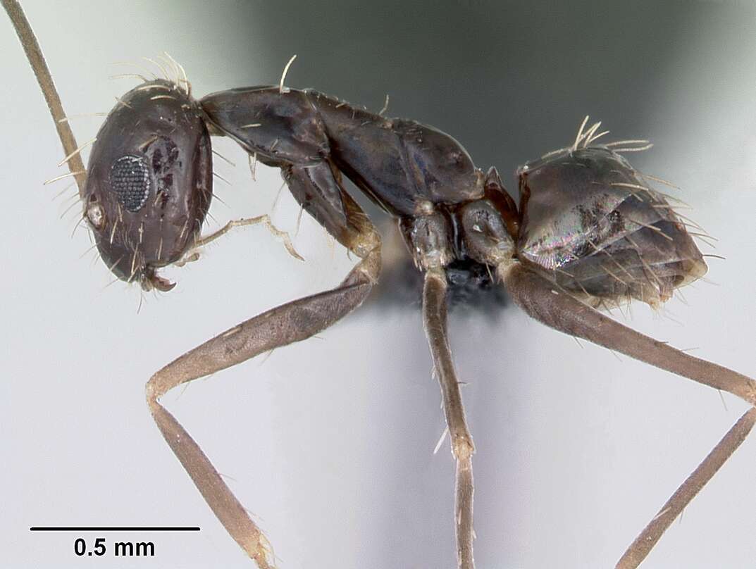 Image of Crazy Ant