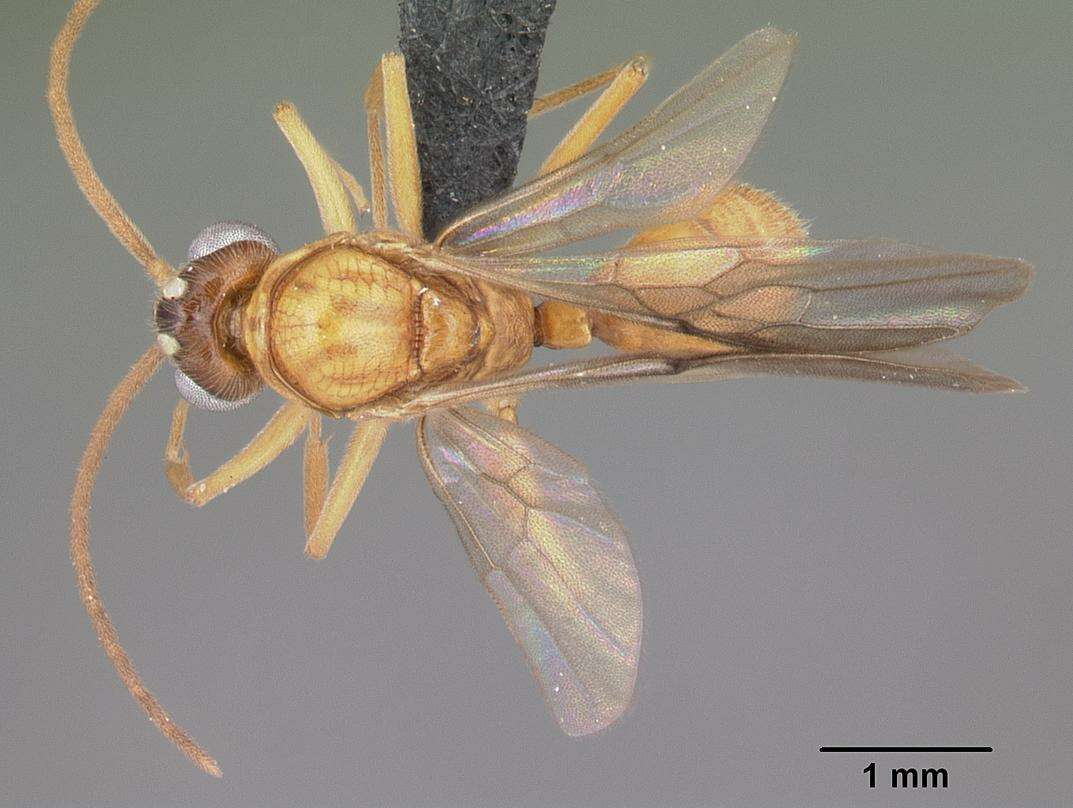 Слика од Anochetus madagascarensis Forel 1887