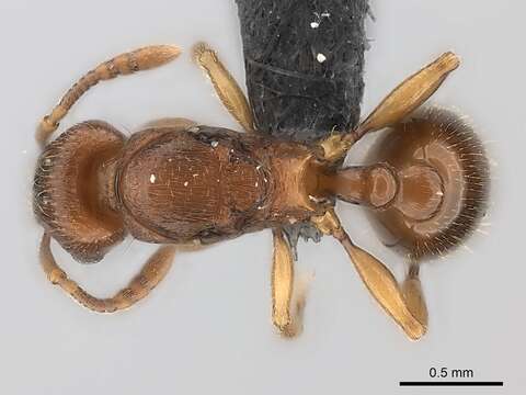 صورة Tetramorium sikorae Forel 1892