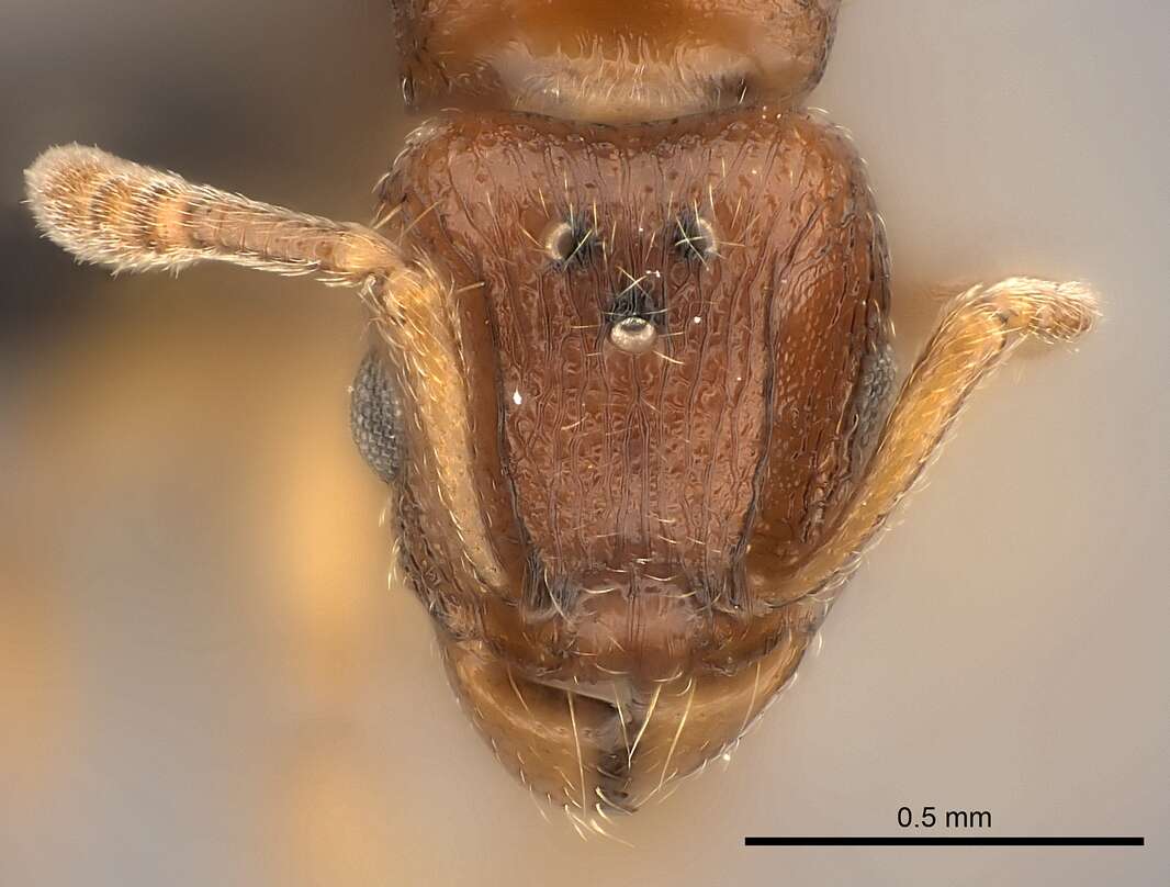 صورة Tetramorium sikorae Forel 1892