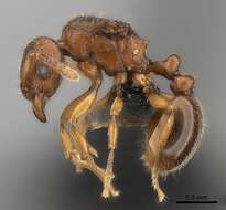 صورة Tetramorium sikorae Forel 1892