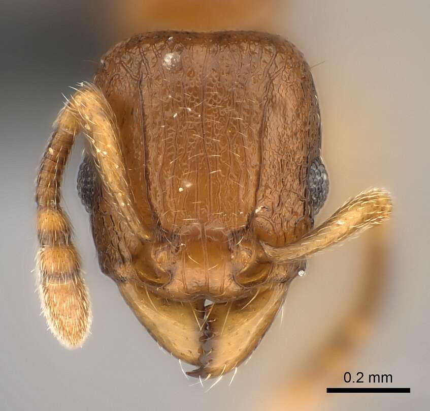 صورة Tetramorium sikorae Forel 1892