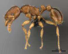 صورة Tetramorium sikorae Forel 1892