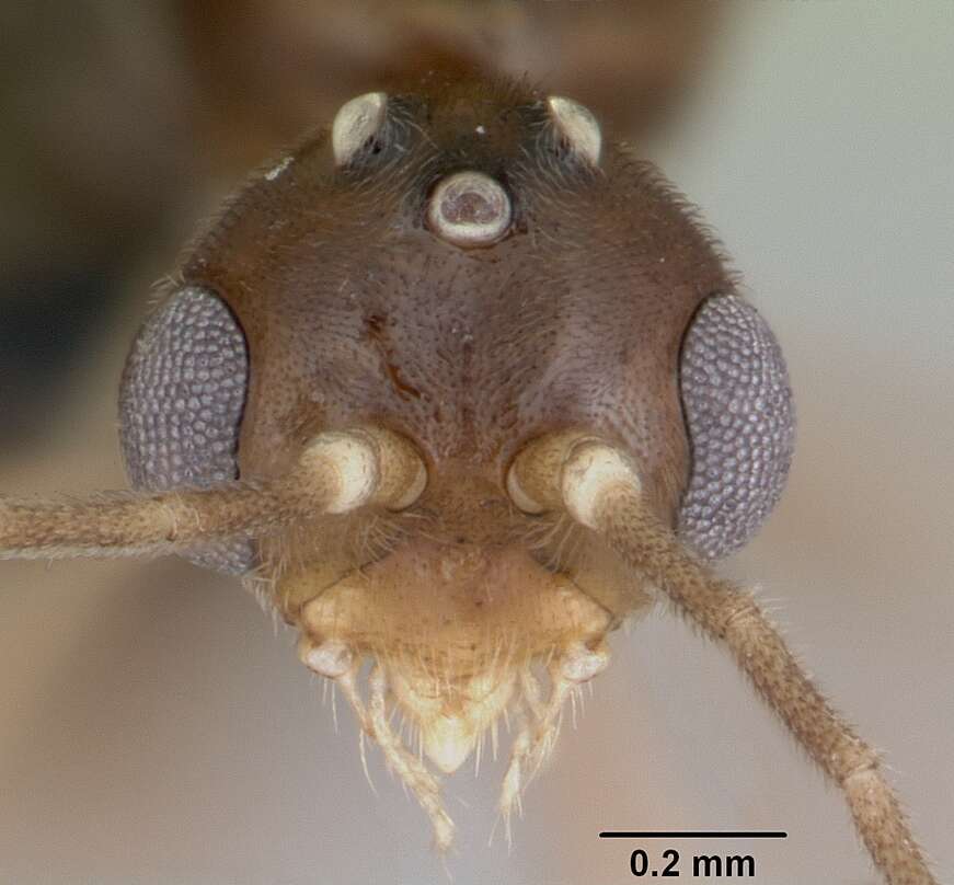 Image of Mesoponera ambigua