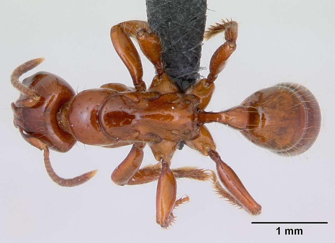 Imagem de Centromyrmex brachycola (Roger 1861)